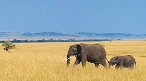 See more ideas about african savanna animals, savanna animals, savanna. Savanna San Diego Zoo Animals Plants