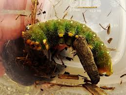 Like most moth or butterfly larvae, green caterpillars need to gorge on plant food to increase their weight. Imperial Moth Larvae Project Noah