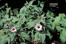 Image result for Convolvulaceae