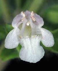 Image result for Melissa officinalis