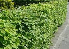 Image result for Živý plot z habru