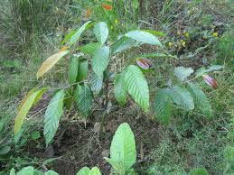 Image result for Monoon