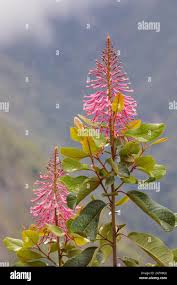 Image result for Impatiens oreocallis