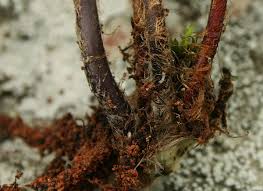 Image result for Cheilanthes multifida