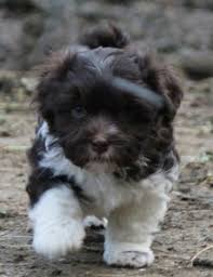 Black And White Havanese Puppy Names Pin On Dogs Nature