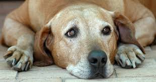 Den hund einschläfern oder sterben lassen. Hund Einschlafern Grunde Fur Die Erlosung