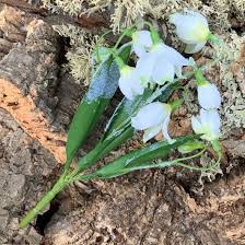 Snowdrops Frosted Bunch 36 Cm Artificial Flower