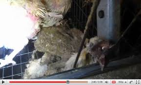 Cat traieste o albina este o intrebare des intalnita in grupurile de apicultori. Video Filmare Secreta De La O Ferma De Oua Din Sua