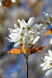 Image result for Amelanchier laevis
