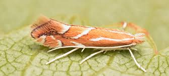 Image result for Phyllonorycter leucographellus