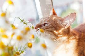Maybe you would like to learn more about one of these? What Flowers Are Dangerous To Cats Catster