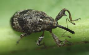 Image result for puklice švestková obrázek