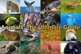 But while the breadth of earthly biodiversity may be well known, the incredible things our animal counterparts can do are often hidden. Animals The Ultimate Guide To The Animal Kingdom Information Fun Facts Awesome Pictures For Kids Students Adults