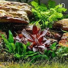 Image result for Phyllanthus parvulus