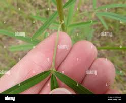 Image result for Crotalaria lanceolata