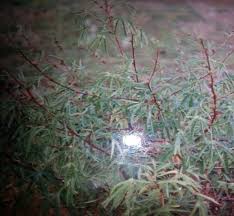 Image result for Grewia micrantha