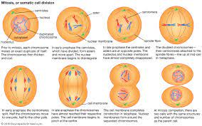 Mitosis is a means of asexual reproduction, whereas meiosis is necessary for sexual reproduction. Mitosis Students Britannica Kids Homework Help