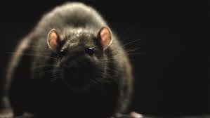 Only when exclusion fails should population reduction tactics and traditional pest management be necessary. What Is Pest Exclusion How To Protect Your Home Or Business
