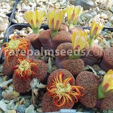 Image result for Lithops