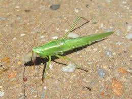 Image result for Ruspolia australis