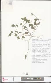 Image result for Torenia thouarsii