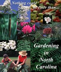 Horticulture Extension Department Of Horticulture Science North Carolina Gardening Trees To Plant Landscaping Plants