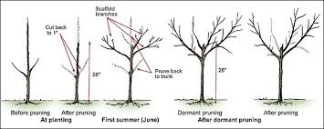 Remove any deadwood, brittle branches, and damaged leaves. The Ultimate Guide To Fruit Trees Pruning Fruit Trees Chris Bowers
