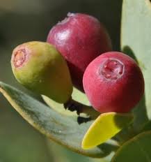 Image result for Osyris compressa