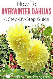 How To Store Dahlia Bulbs Storing Dahlia Tubers Over Winter Bulb Flowers Dahlias Garden Planting Dahlias