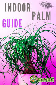 In fact, many palms grow best in slightly sandy soil with perfect drainage. The Ultimate Indoor Palm Plant Care Guide