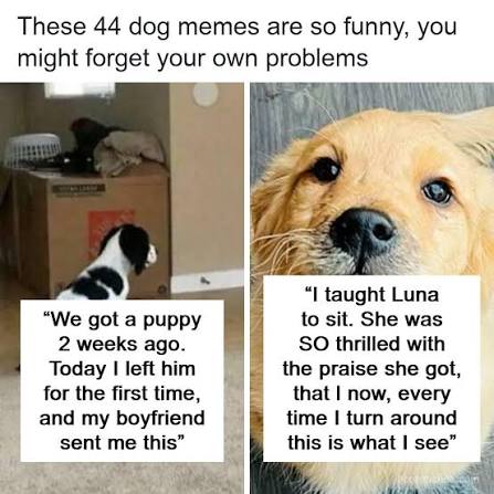 These 44 dog memes are so funny, you might forget your own problems (link in  the comments)