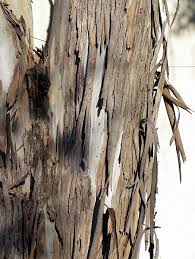 A big part of the debate over whether the because the trees shed so much bark, critics argue they worsen the fire hazard and should be cut. Eucalyptus Tree Eucalyptus Globulus North American Insects Spiders