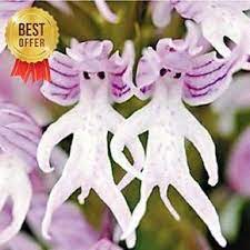 For Sale Italian Man Orchid 200seeds Home And Garden Hot An Orchis Italica As The Orchid Family Orchis Plant Heigh Orchidee Graines De Fleurs Orchidee Rare