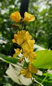 Image result for Wissadula