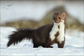 Recenzie a aktuality na jednom mieste. Kuna Fotografije Facebook