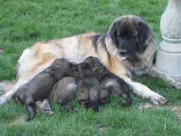 Why buy a leonberger puppy for sale if you can adopt and save a life? My Philosophy On Breeding Leonberger Dogs Legacy Leonbergers
