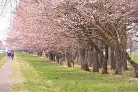 Gambar mewarnai bunga merupakan salah satu dari kategori bunga ,anda dapat mendownload dengan resolusi dan gambar yang bagus. 6 Lokasi Bunga Sakura Terindah Di Hokkaido Zekkei Japan