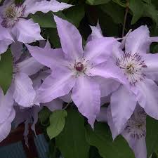'clair de lune' by debussy but you're wandering down the halls of your wealthy reclusive uncle's grand and empty mansion trying to find who's playing the piano because you haven't seen another soul for weeks except your reflection in the mirror (youtube). Clematite Clair De Lune Evirin