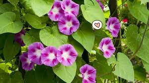 Pokok merayap dan menjalar kebanyakan pokok yang menjalar atau merayap ialah herba dan terdapat. Jenis Tanaman Menjalar Yang Cocok Untuk Pagar Rumah Orami