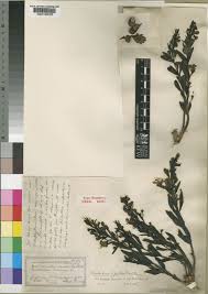 Image result for Rotheca hirsuta