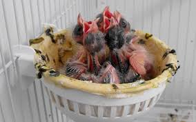 Langkah awal yang harus diperhatikan dalam ternak burung kenari adalah mempersiapkan kandang sebagai habitat hidup indukan dan anakan nantinya. Pin Di Canarios