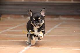 Pin On Chihuahua