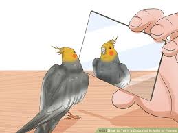 3 Ways To Tell If A Cockatiel Is Male Or Female Wikihow