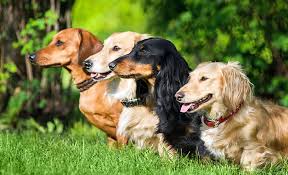 Wirehaired dachshund purebred dog the silhouette of a wirehaired dachshund. Types Of Dachshunds Smooth Long Wired Haired More