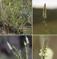 Image result for Polygalaceae