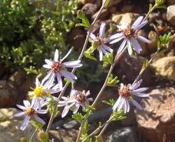 Image result for Felicia filifolia