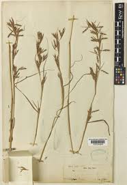 Image result for Cymbopogon pospischilii