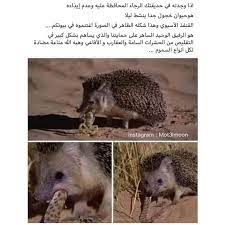 غرائب on instagram بدك يجيلك ٦٠٠ متابع اعمل الخطوات دي اولا تابع الصفحه هاي m tehmk ajeaib m aqlk graiib m alomh تا funny words instagram funny