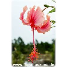 Image result for Hibiscus schizopetalus