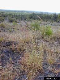 Image result for Hyparrhenia rufa